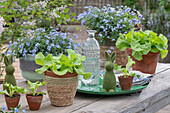 Forget-me-nots (Myosotis) in planters, lettuce in ceramic pots and Easter bunny figurine on the patio