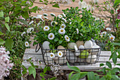 Wire basket with daisies (Bellis), oregano and colored Easter eggs on the terrace
