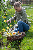 Frau erntet Narzissen im Blumenbeet, Blumenstrauss aus  Blüten der Felsenbirne (Amelanchier), Narzissen (Narcissus), Brautspiere, Märzenbecher, Weidenkorb im Garten