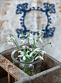 Snowdrops (Galanthus) in a glass vase in a rustic wooden box