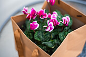 Cyclamen in paper bag