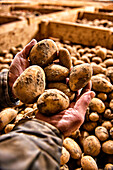 Hands holding freshly harvested potatoes