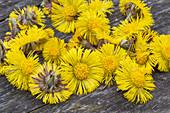 Blühender Huflattich (Tussilago farfara) auf rustikalem Holzuntergrund