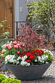 Frühlingsblumen im Pflanzgefäß vor dem Hauseingang - Schleifenblume 'Candy Ice', Primeln 'Spring Bouquet', 'Frosty White', Wolfsmilch 'Athene', Coprosma, Tulpen 'Siesta, Gänseblümchen