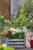 Spring flower arrangement in front of entrance door in wooden box - daffodils 'Geranium', tulips 'Siesta', privet, spurge 'Athene', primrose 'Touch of Gold'