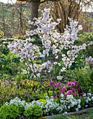 Flowering ornamental cherry tree (March cherry) with spring flowers in the garden - bergenia 'Abendkristall', ribbon flower 'Candy Ice', spurge 'Athene', star moss, purple bells 'Baby Bells', 'Lime Swizzle', daisy 'Alabaster'