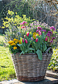 Colourful spring flowers and herbs in baskets in the sunny garden - rosemary, tulip 'Siesta', gold lacquer 'Winter Light', 'Winter Power', 'Lavender', bergenia 'Abendkristall', primroses 'Goldie'
