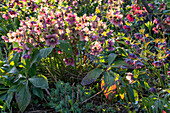Lenzrosen (Helleborus) im Frühjahrsgarten bei Sonnenuntergang