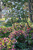 Prächtige Lenzrosen und Osterschneeball 'Anne Russell' im Frühlingsgarten