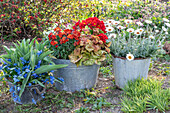 Colourful spring flowers in metal pots in the garden - primrose 'Spring Bouquet', bluestar, gold lacquer 'Winter Flame' 'Winter Cream', Moroccan daisy 'African Spring', purple bells