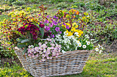 Colourful spring flower arrangement in a basket in the garden - spurge 'Medea', gold lacquer 'Lilac', 'Winter Light', saxifrage, primroses, daisies, daisy cress 'Alabaster'