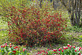 Flowering ornamental quince (Chaenomeles) behind tulips 'Siesta' (Tulipa) in the garden bed