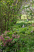Lenzrosen (Helleborus Orientalis) im Garten im Beet und Hund