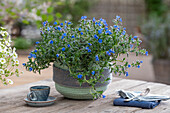 Steinsamen 'Heavenly Blue' (Lithospermum Purpurocaeruleum) im Topf auf Terrassentisch