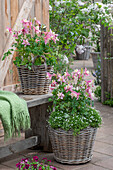 Pink-flowering columbine (Aquilegia) and star moss (Sagina subulata) in wicker baskets on the patio