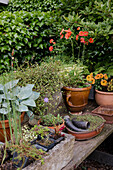 Flower pots with various plants and flowers on a wooden table in the garden