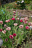 Red and pink poppies (papaver) in the garden in front of wattle fence