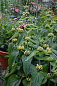 Phrygische Bergminze (Phlomis russeliana) mit gelben Blüten im Garten