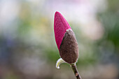 Tulpenmagnolie (Magnolia Soulangeana) 'Black Tulip' , Portrait