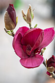 Tulpenmagnolie 'Genie' (Magnolia Soulangeana), Blütenportrait