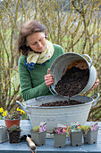 Planting thyme 'Coccineus', cushion soapwort and viper's bugloss (Echium) in a metal tub planter