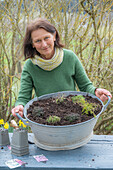 Zinkwanne bepflanzen mit Thymian 'Coccineus', Polster Seifenkraut und Natternkopf (Echium)