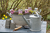 Metal tub with thyme 'Coccineus', cushion soapwort and viper's bugloss (Echium)