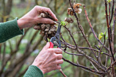 Spring pruning of hydrangea (Hydrangea macrophylla)