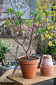 Flowering daphne 'Aureomarginata' (Daphne odora) in flower pot