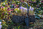 Box with crocus seedlings (crocus) for planting