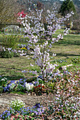 Flowering ornamental cherry 'Accolade' (Prunus subhirtella) and hyacinths in the flower bed