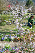 Blühende Zierkirsche 'Accolade' (Prunus subhirtella) im Blumenbeet und Frau mit Hund im Garten bei Gartenarbeit