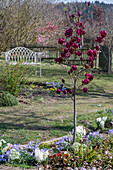 Tulpen-Magnolie 'Genie' (Magnolia Soulangiana), blühender Strauch im Blumenbeet