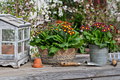 Primroses 'Victorian Mix', golden-edged primroses (Primula elatior) in pots, next to tools and mini-greenhouse on garden table