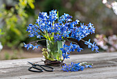Blue star (Scilla), bouquet of flowers in vase next to scissors