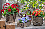 Horned violets (Viola Cornuta) and primroses 'Spring Bouquet' (Primula) in baskets and wooden box on the terrace