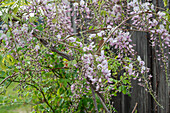 Blauregen (Wisteria), Blühende Zweige an Gartenzaun