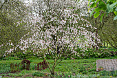 Flowering copper rock pear (Amelanchier) in the garden