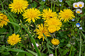 Löwenzahn (Taraxacum), gelbe Blüten in der Wiese