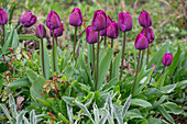 Tulips 'Attila' (Tulipa) in the border