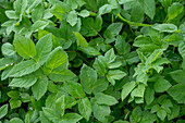 Goutweed (Aegopodium Podagraria), leaves, close-up