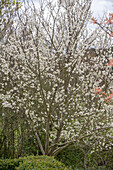Blühender Mirabellenbaum 'Nancy' (Prunus domestica)