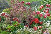 Coprosma 'Red Ruby', tulip 'Siesta', primroses, saxifrage in the garden