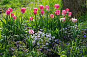 Tulip 'Holland Chic', 'Angelique', bow flower 'Amethyst' (Iberis), spotted lungwort in the garden