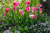 Tulpe 'Holland Chic' (Tulipa), Schleifenblume 'Amethyst' (Iberis) im Beet