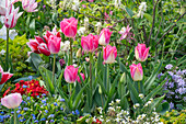 Tulips 'Holland Chic', 'Siesta', 'Marylin' in garden next to forget-me-nots