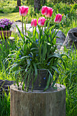Tulpen 'Holland Chic' (Tulipa) und Blaustern (Scilla Siberica) in Blumentopf im Garten