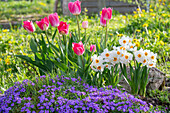 Blue cushion (Aubrieta), tulips 'Holland Chic' (Tulipa), daffodils 'Geranium' (Narcissus) in a flower bed