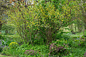 Naturgarten mit Goldjohannisbeere, Lenzrosen (Helleborus orientalis), Lungenkraut, Wolfsmilch