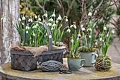 Schneeglöckchen (Galanthus Nivalis) eingepflanzt in Flechtkorb und Tassen mit Moos, Schnur und Werkzeug auf Terrassentisch